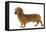 Smooth-Haired Dachshund-null-Framed Stretched Canvas