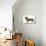 Smooth-Haired Dachshund-null-Stretched Canvas displayed on a wall