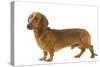 Smooth-Haired Dachshund-null-Stretched Canvas