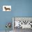 Smooth-Haired Dachshund-null-Photographic Print displayed on a wall