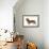 Smooth-Haired Dachshund-null-Framed Photographic Print displayed on a wall