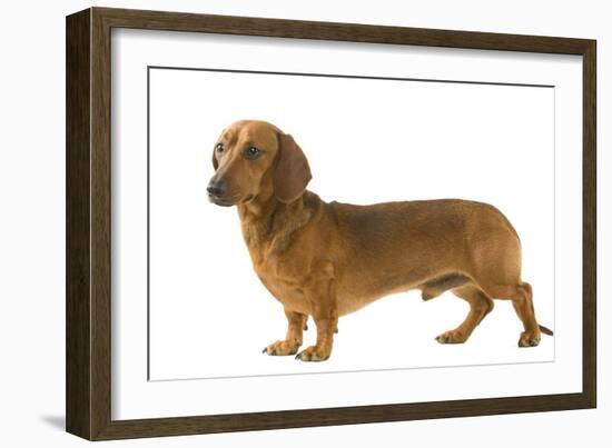 Smooth-Haired Dachshund-null-Framed Photographic Print