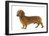 Smooth-Haired Dachshund-null-Framed Photographic Print