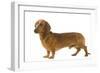 Smooth-Haired Dachshund-null-Framed Photographic Print