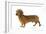 Smooth-Haired Dachshund-null-Framed Photographic Print