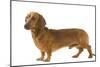 Smooth-Haired Dachshund-null-Mounted Photographic Print