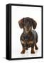 Smooth Haired Minature Dachsund-null-Framed Stretched Canvas