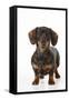 Smooth Haired Minature Dachsund-null-Framed Stretched Canvas