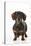 Smooth Haired Minature Dachsund-null-Stretched Canvas