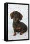Smooth Haired Minature Dachsund-null-Framed Stretched Canvas