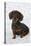 Smooth Haired Minature Dachsund-null-Stretched Canvas