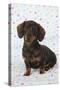 Smooth Haired Minature Dachsund-null-Stretched Canvas