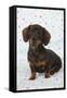 Smooth Haired Minature Dachsund-null-Framed Stretched Canvas