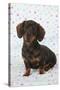 Smooth Haired Minature Dachsund-null-Stretched Canvas