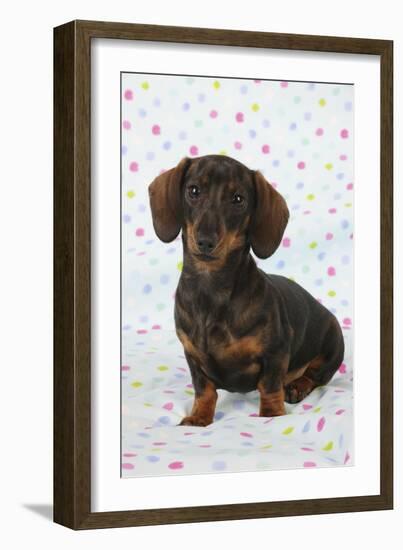 Smooth Haired Minature Dachsund-null-Framed Photographic Print