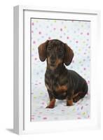 Smooth Haired Minature Dachsund-null-Framed Photographic Print