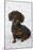 Smooth Haired Minature Dachsund-null-Mounted Photographic Print