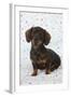 Smooth Haired Minature Dachsund-null-Framed Photographic Print