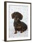 Smooth Haired Minature Dachsund-null-Framed Photographic Print