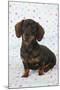 Smooth Haired Minature Dachsund-null-Mounted Photographic Print