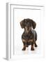 Smooth Haired Minature Dachsund-null-Framed Photographic Print