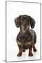 Smooth Haired Minature Dachsund-null-Mounted Photographic Print