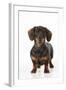 Smooth Haired Minature Dachsund-null-Framed Photographic Print