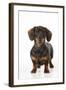 Smooth Haired Minature Dachsund-null-Framed Photographic Print