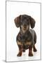 Smooth Haired Minature Dachsund-null-Mounted Photographic Print
