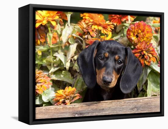 Smooth-Haired Mini Dachshund Puppy in Box-Lynn M^ Stone-Framed Stretched Canvas