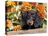 Smooth-Haired Mini Dachshund Puppy in Box-Lynn M^ Stone-Stretched Canvas