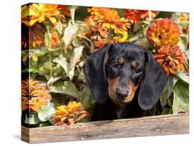 Smooth-Haired Mini Dachshund Puppy in Box-Lynn M^ Stone-Stretched Canvas