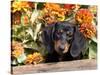 Smooth-Haired Mini Dachshund Puppy in Box-Lynn M^ Stone-Stretched Canvas