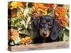 Smooth-Haired Mini Dachshund Puppy in Box-Lynn M^ Stone-Stretched Canvas