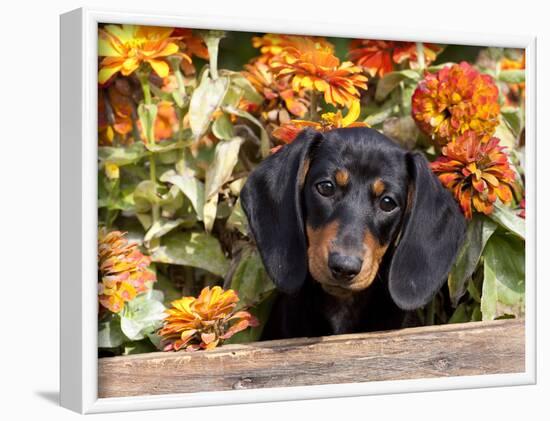 Smooth-Haired Mini Dachshund Puppy in Box-Lynn M^ Stone-Framed Photographic Print