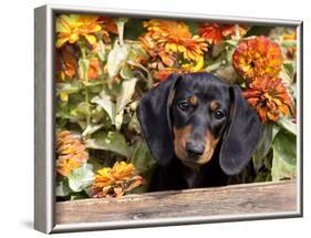 Smooth-Haired Mini Dachshund Puppy in Box-Lynn M^ Stone-Framed Photographic Print
