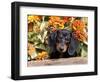 Smooth-Haired Mini Dachshund Puppy in Box-Lynn M^ Stone-Framed Photographic Print