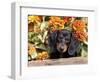 Smooth-Haired Mini Dachshund Puppy in Box-Lynn M^ Stone-Framed Photographic Print