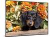Smooth-Haired Mini Dachshund Puppy in Box-Lynn M^ Stone-Mounted Photographic Print