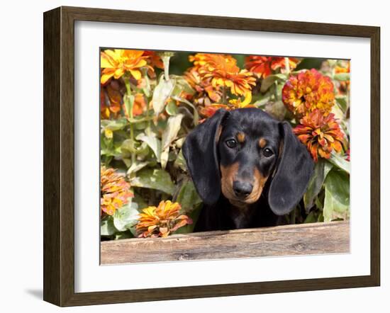 Smooth-Haired Mini Dachshund Puppy in Box-Lynn M^ Stone-Framed Photographic Print