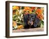 Smooth-Haired Mini Dachshund Puppy in Box-Lynn M^ Stone-Framed Photographic Print