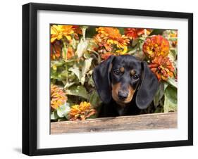 Smooth-Haired Mini Dachshund Puppy in Box-Lynn M^ Stone-Framed Photographic Print