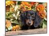 Smooth-Haired Mini Dachshund Puppy in Box-Lynn M^ Stone-Mounted Photographic Print