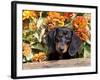 Smooth-Haired Mini Dachshund Puppy in Box-Lynn M^ Stone-Framed Photographic Print