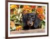 Smooth-Haired Mini Dachshund Puppy in Box-Lynn M^ Stone-Framed Photographic Print