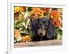 Smooth-Haired Mini Dachshund Puppy in Box-Lynn M^ Stone-Framed Photographic Print