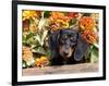 Smooth-Haired Mini Dachshund Puppy in Box-Lynn M^ Stone-Framed Photographic Print