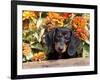 Smooth-Haired Mini Dachshund Puppy in Box-Lynn M^ Stone-Framed Photographic Print