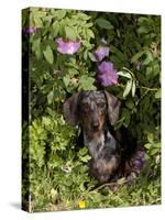 Smooth-Haired Mini Dachshund-Lynn M^ Stone-Stretched Canvas