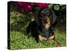 Smooth-Haired Mini Dachshund-Lynn M^ Stone-Stretched Canvas